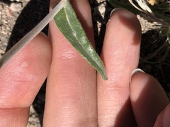 Mentzelia montana