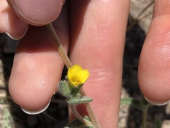 Mentzelia montana