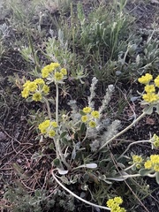 Eriogonum flavum