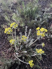 Eriogonum flavum