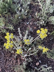 Eriogonum flavum