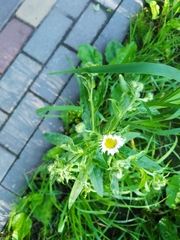 Erigeron strigosus septentrionalis