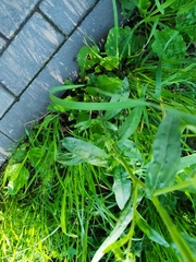 Erigeron strigosus septentrionalis