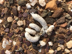 Anacampseros papyracea