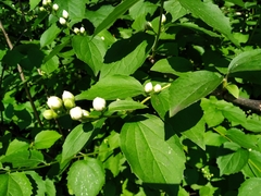 Philadelphus