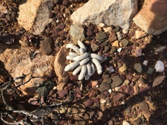 Anacampseros papyracea