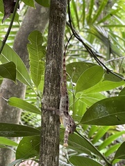 Anolis gundlachi