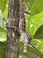 Anolis gundlachi