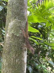 Anolis gundlachi