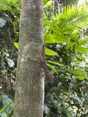 Anolis gundlachi