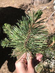 Pinus contorta murrayana
