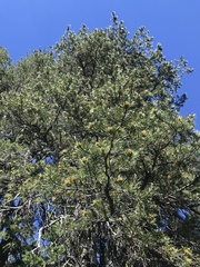 Pinus contorta murrayana