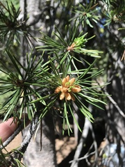 Pinus contorta murrayana