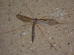 Tricyphona