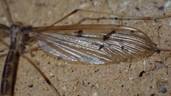 Tricyphona