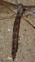 Tricyphona