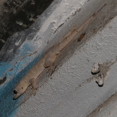 Hemidactylus mercatorius