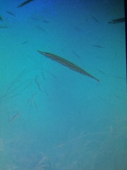 Aulorhynchus flavidus