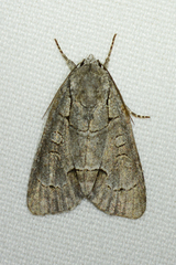 Acronicta radcliffei