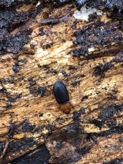 Amphasia interstitialis