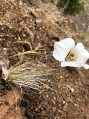 Calochortus howellii