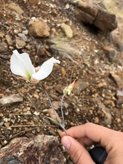 Calochortus howellii