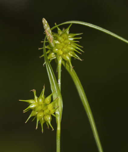 Large yellow-sedge (Carex flava)