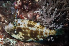 Thamnaconus analis