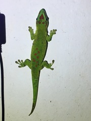 Phelsuma grandis