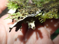 Peltigera neckeri