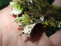 Peltigera neckeri