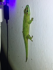 Phelsuma grandis
