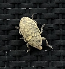 Larinus minutus