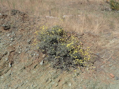 Eriogonum tripodum