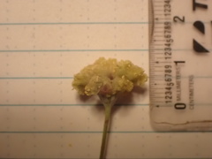 Eriogonum tripodum