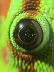 Phelsuma grandis