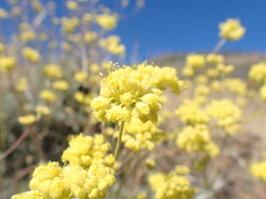 Eriogonum tripodum