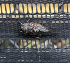 Okanagana occidentalis