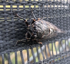 Okanagana occidentalis