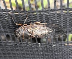 Okanagana occidentalis