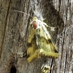 Heliothis adaucta