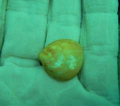 Laevicardium oblongum