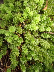 Plagiomnium venustum