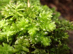 Plagiomnium venustum