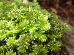 Plagiomnium venustum