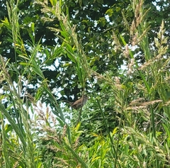 Cistothorus palustris