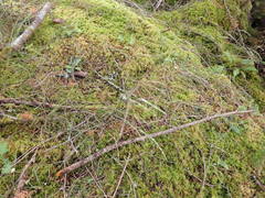 Festuca occidentalis