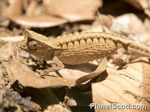 Marojejy Leaf Chameleon