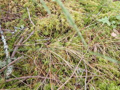 Festuca occidentalis
