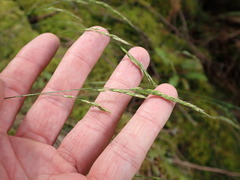 Festuca occidentalis